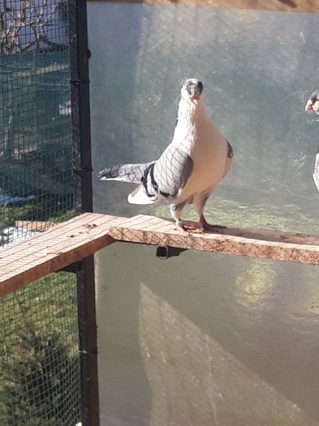  - porumbei galateni pe vanat