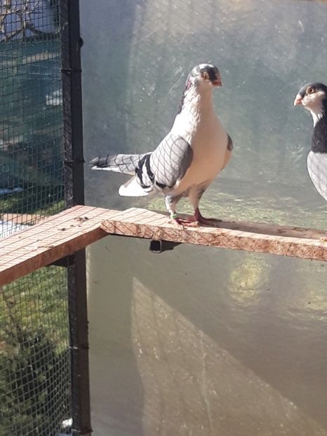  - porumbei galateni pe vanat