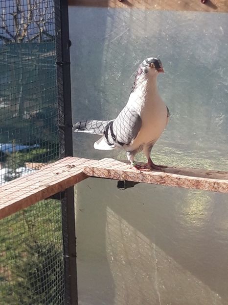  - porumbei galateni pe vanat