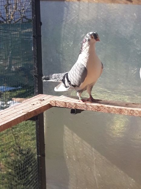  - porumbei galateni pe vanat