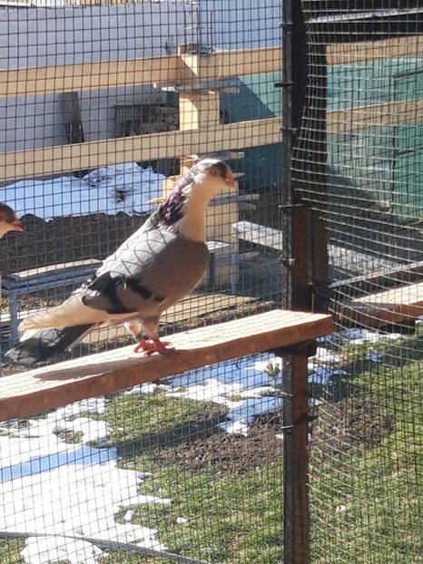  - porumbei galateni pe vanat