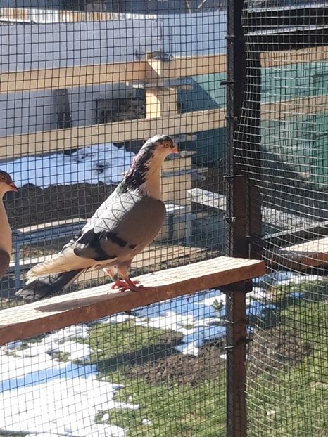  - porumbei galateni pe vanat