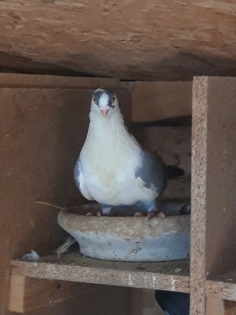  - porumbei galateni pe vanat