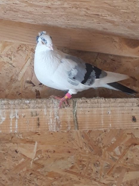  - porumbei galateni pe vanat