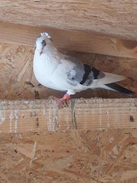  - porumbei galateni pe vanat