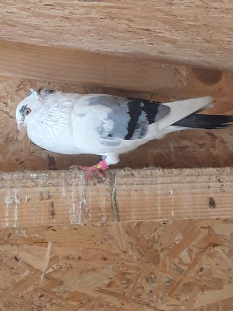  - porumbei galateni pe vanat