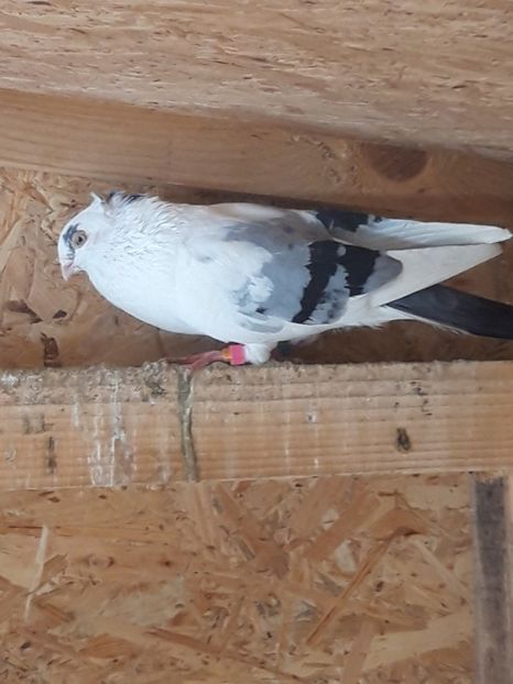  - porumbei galateni pe vanat