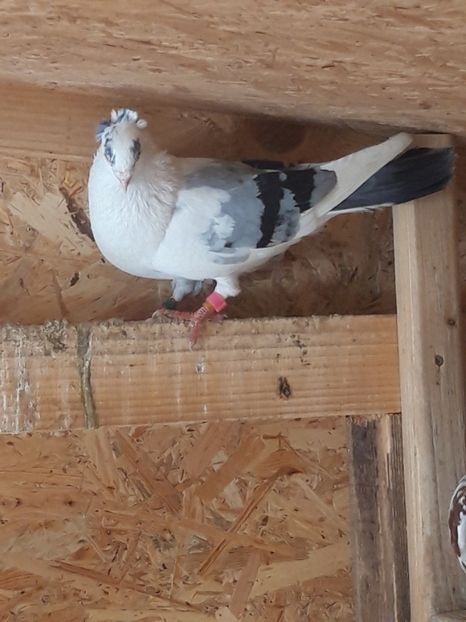  - porumbei galateni pe vanat