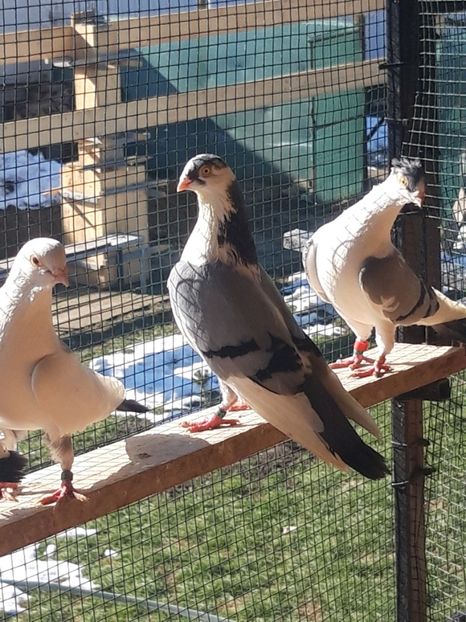  - porumbei galateni pe vanat