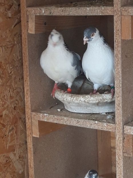  - porumbei galateni pe vanat