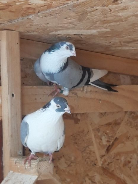  - porumbei galateni pe vanat