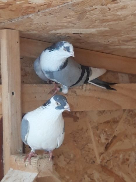  - porumbei galateni pe vanat