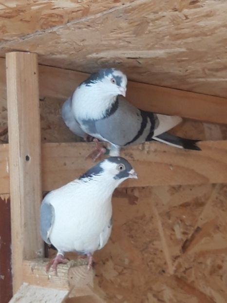  - porumbei galateni pe vanat