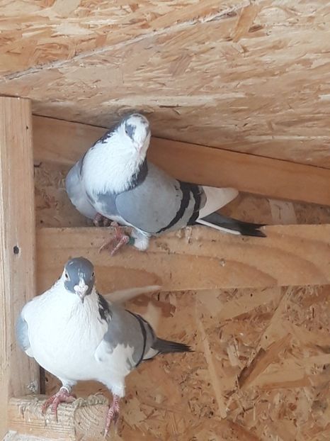  - porumbei galateni pe vanat