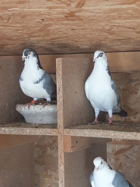  - porumbei galateni pe vanat