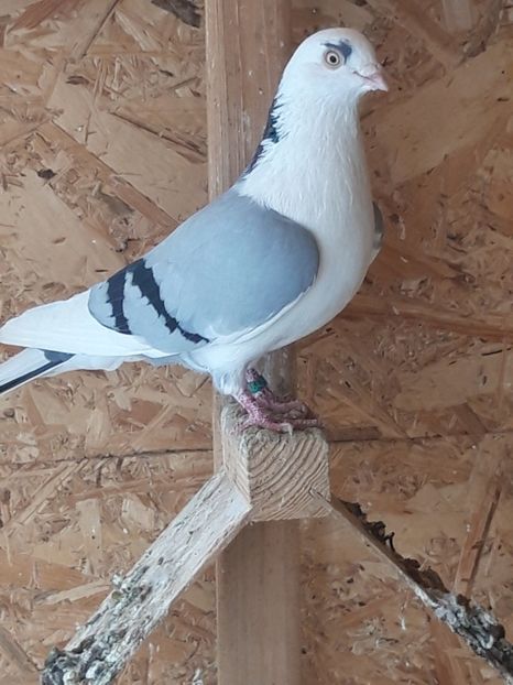  - porumbei galateni pe vanat