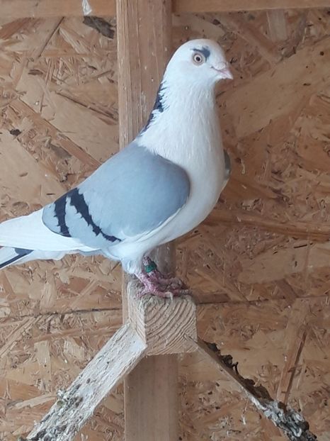  - porumbei galateni pe vanat