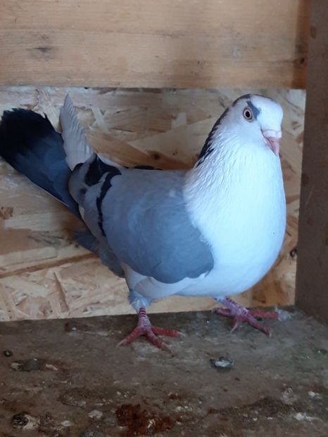  - porumbei galateni pe vanat