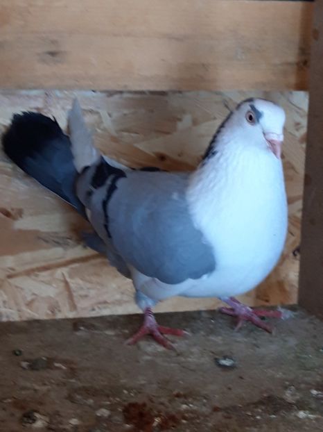  - porumbei galateni pe vanat