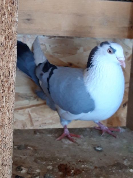  - porumbei galateni pe vanat