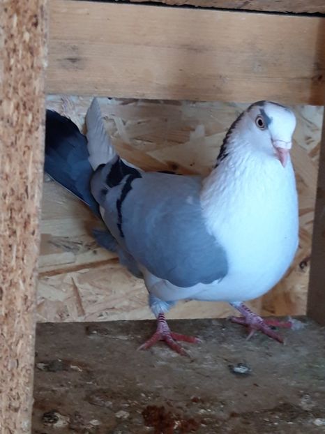  - porumbei galateni pe vanat