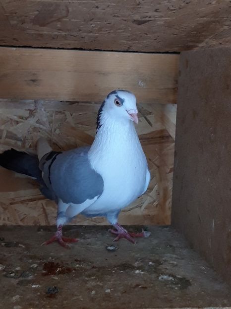  - porumbei galateni pe vanat