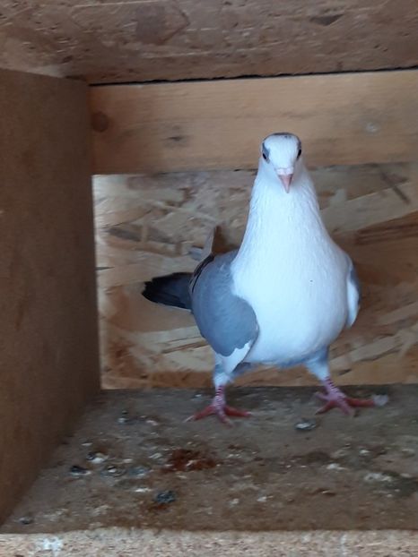  - porumbei galateni pe vanat