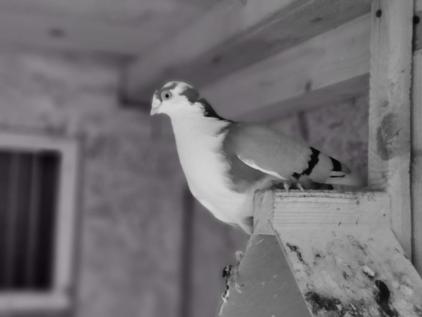 IMG-20200111-WA0084 - porumbei galateni pe vanat