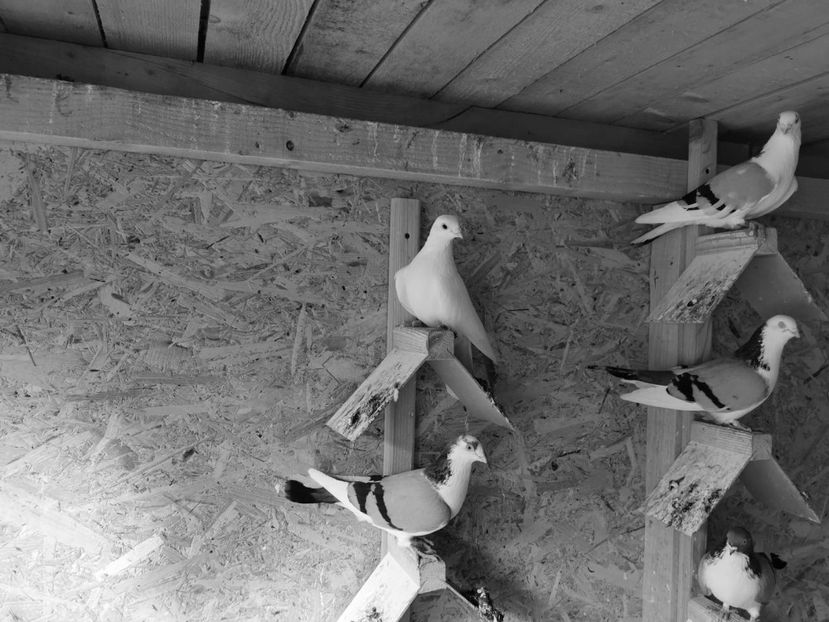 IMG-20200111-WA0046 - porumbei galateni pe vanat