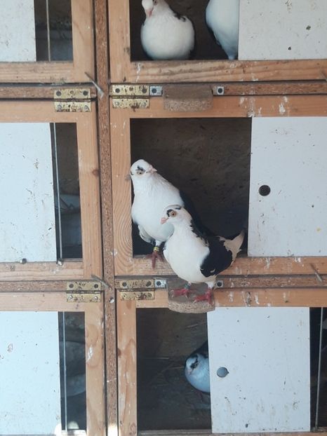  - porumbei galateni pe negru