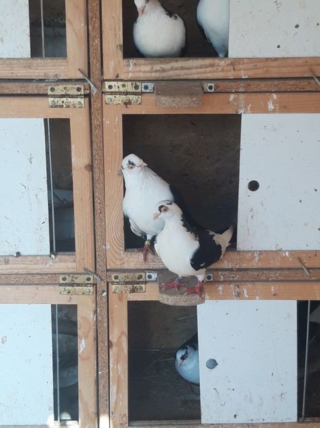  - porumbei galateni pe negru