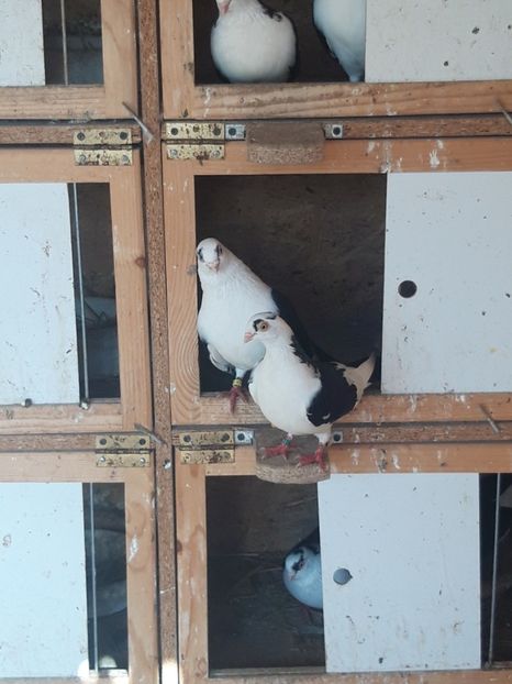  - porumbei galateni pe negru