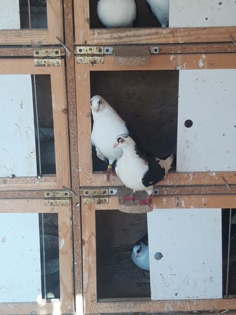  - porumbei galateni pe negru