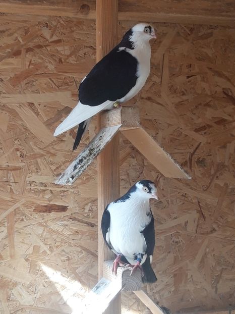  - porumbei galateni pe negru