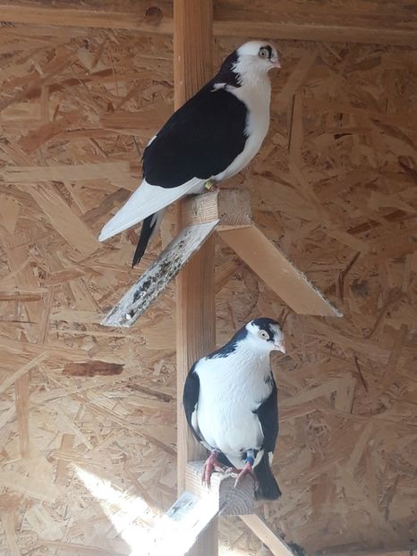  - porumbei galateni pe negru