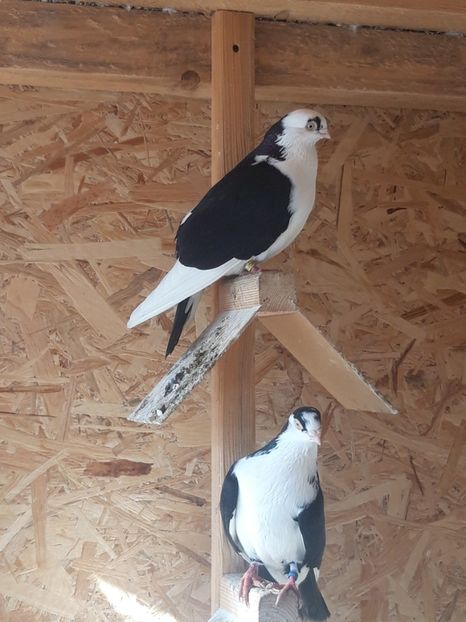  - porumbei galateni pe negru