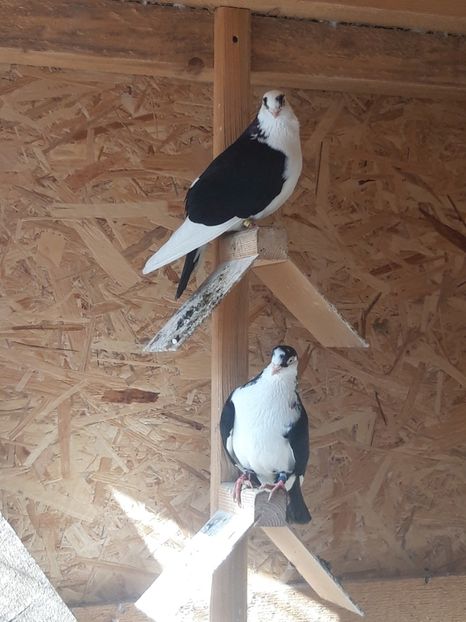  - porumbei galateni pe negru