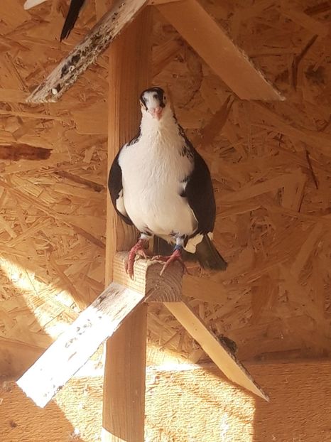 - porumbei galateni pe negru