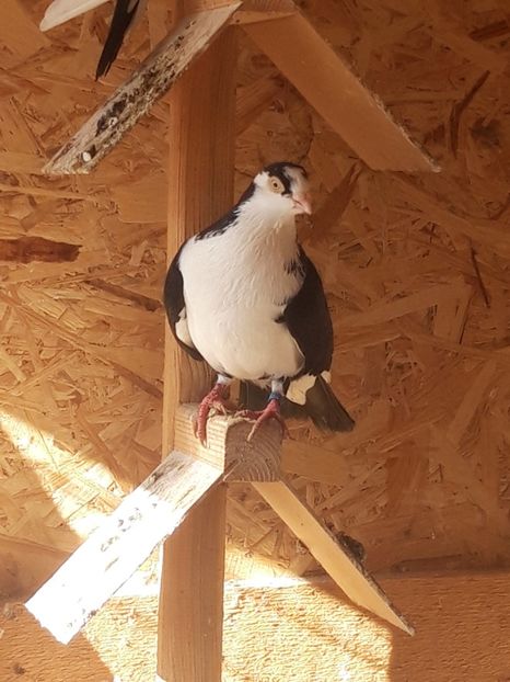  - porumbei galateni pe negru