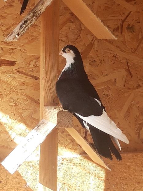  - porumbei galateni pe negru