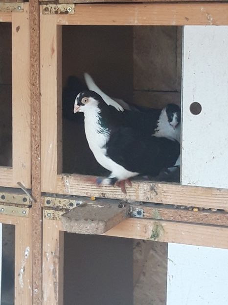  - porumbei galateni pe negru