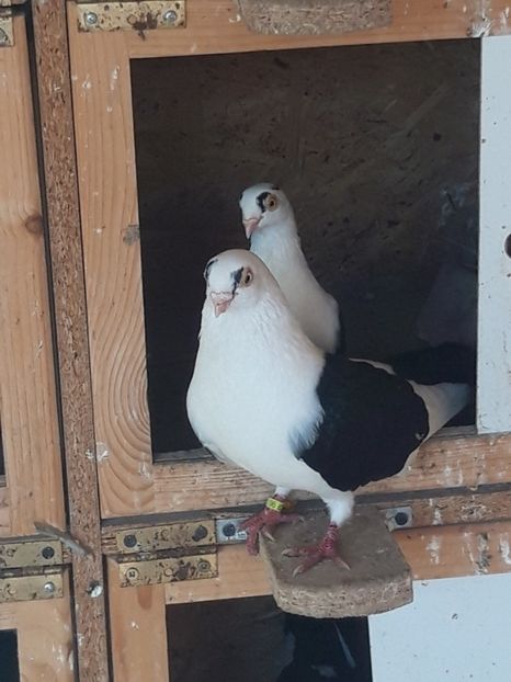  - porumbei galateni pe negru