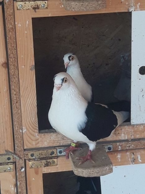  - porumbei galateni pe negru