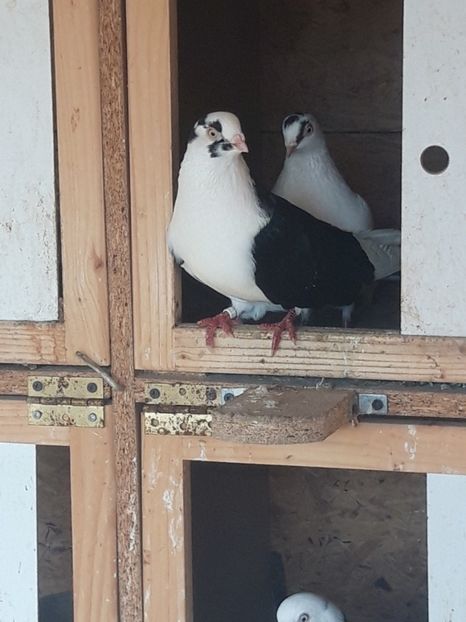  - porumbei galateni pe negru