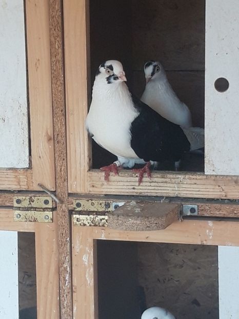  - porumbei galateni pe negru