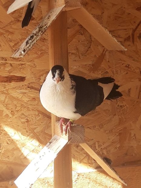  - porumbei galateni pe negru