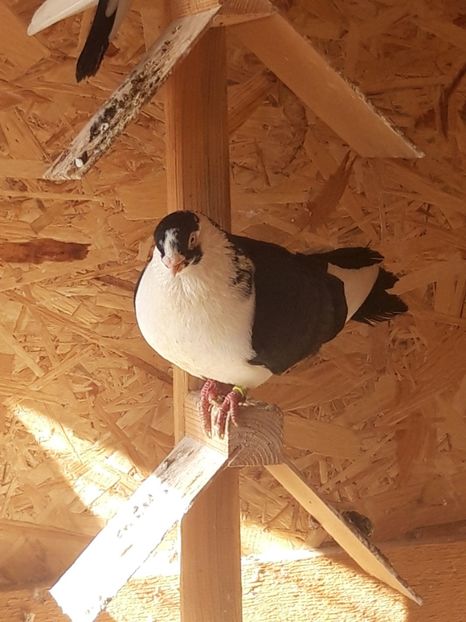  - porumbei galateni pe negru