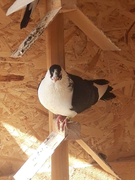  - porumbei galateni pe negru