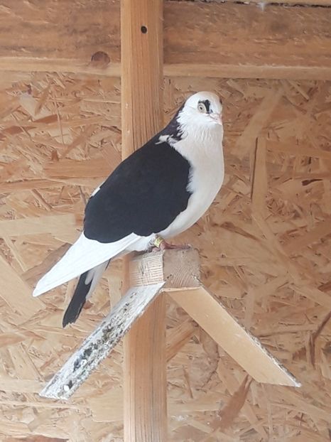  - porumbei galateni pe negru