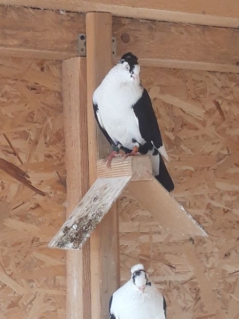  - porumbei galateni pe negru